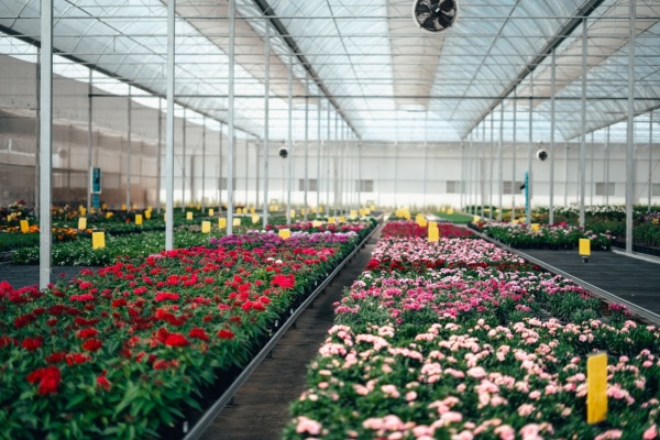 Nursery Management